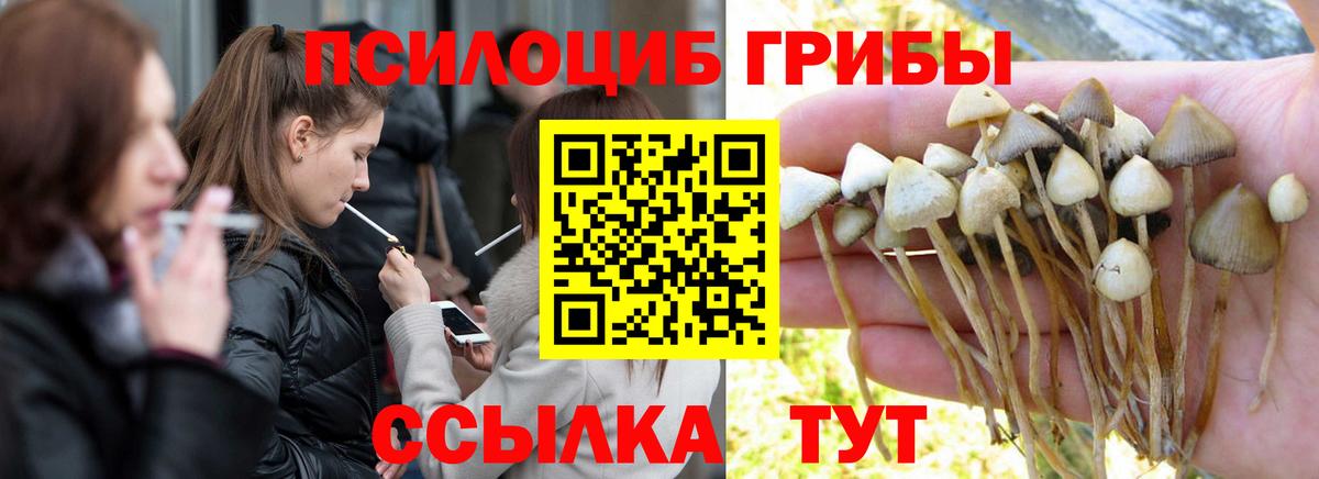Галлюциногенные грибы MAGIC MUSHROOMS  Вход с VPN  Чехов 